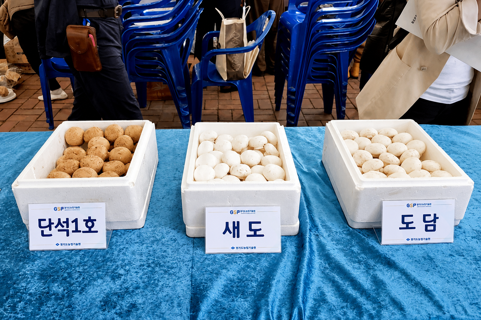 건천 양송이버섯 품종 전시