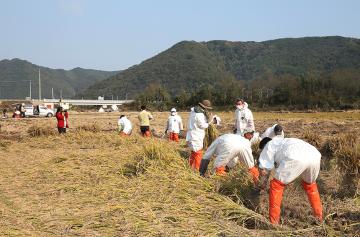 벼베기 봉사활동