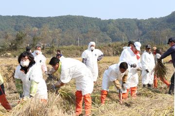 벼베기 봉사활동