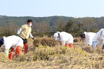 벼베기 봉사활동