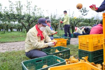 태풍 피해 농촌 일손 돕기 봉사활동
