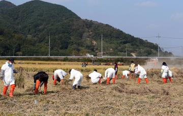 벼베기 봉사활동