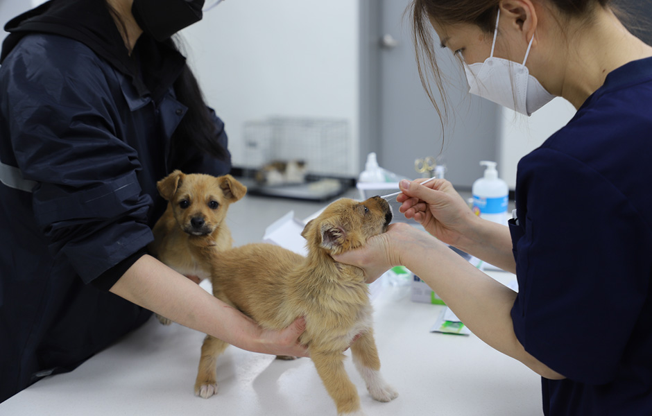구조된 강아지가 질병 여부를 확인하는 검사를 받는 과정