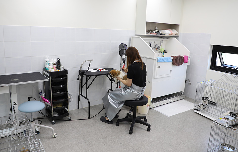 유기유실동물들의 새로운 모습을 담당하고 있는 미용실