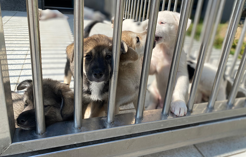 햇살이 따듯한 날 야외 케이지에서 놀고 있는 반려견들