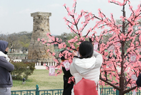 樱花盛开的庆州的春天