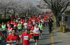 Gyeongju Cherry Marathon