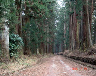 닛코 삼나무 길