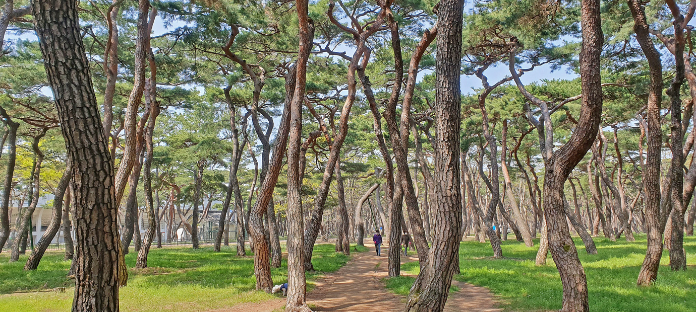 황성공원 솔숲 산책로