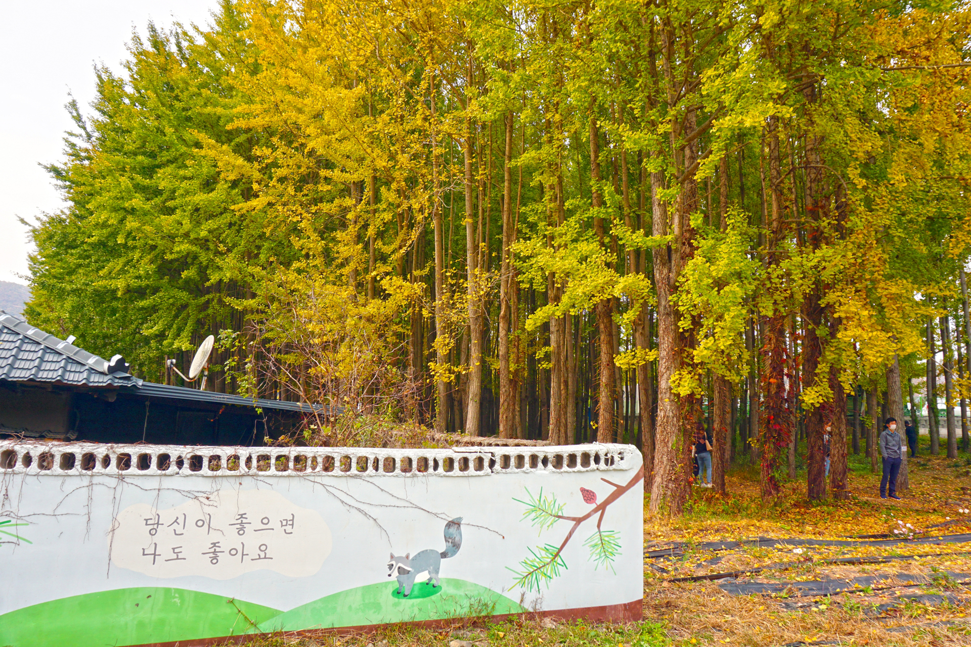 도리마을 은행나무숲