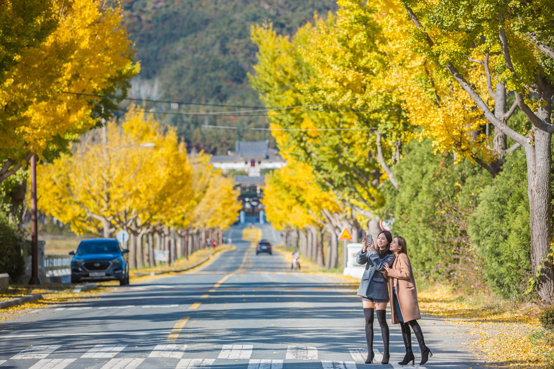 통일전 은행나무길