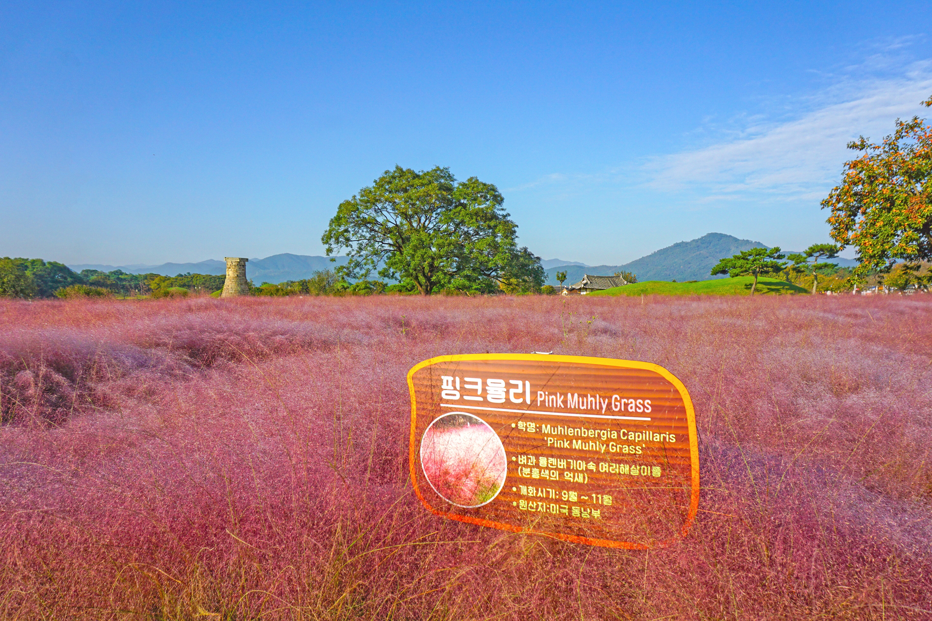 첨성대 핑크뮬리