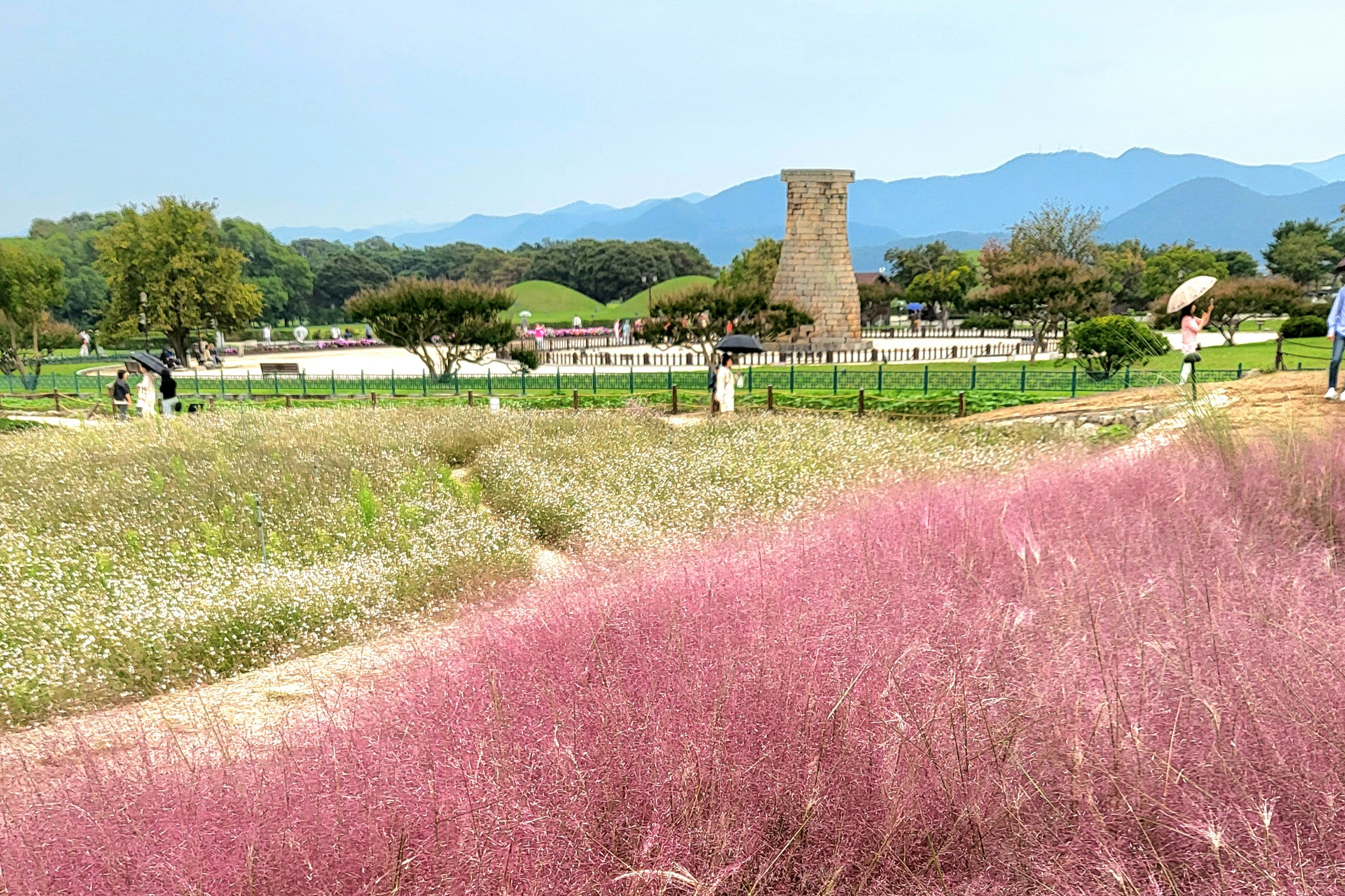 첨성대 핑크뮬리