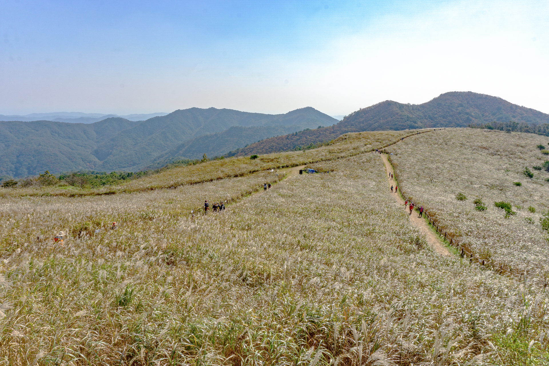무장산 억새 군락