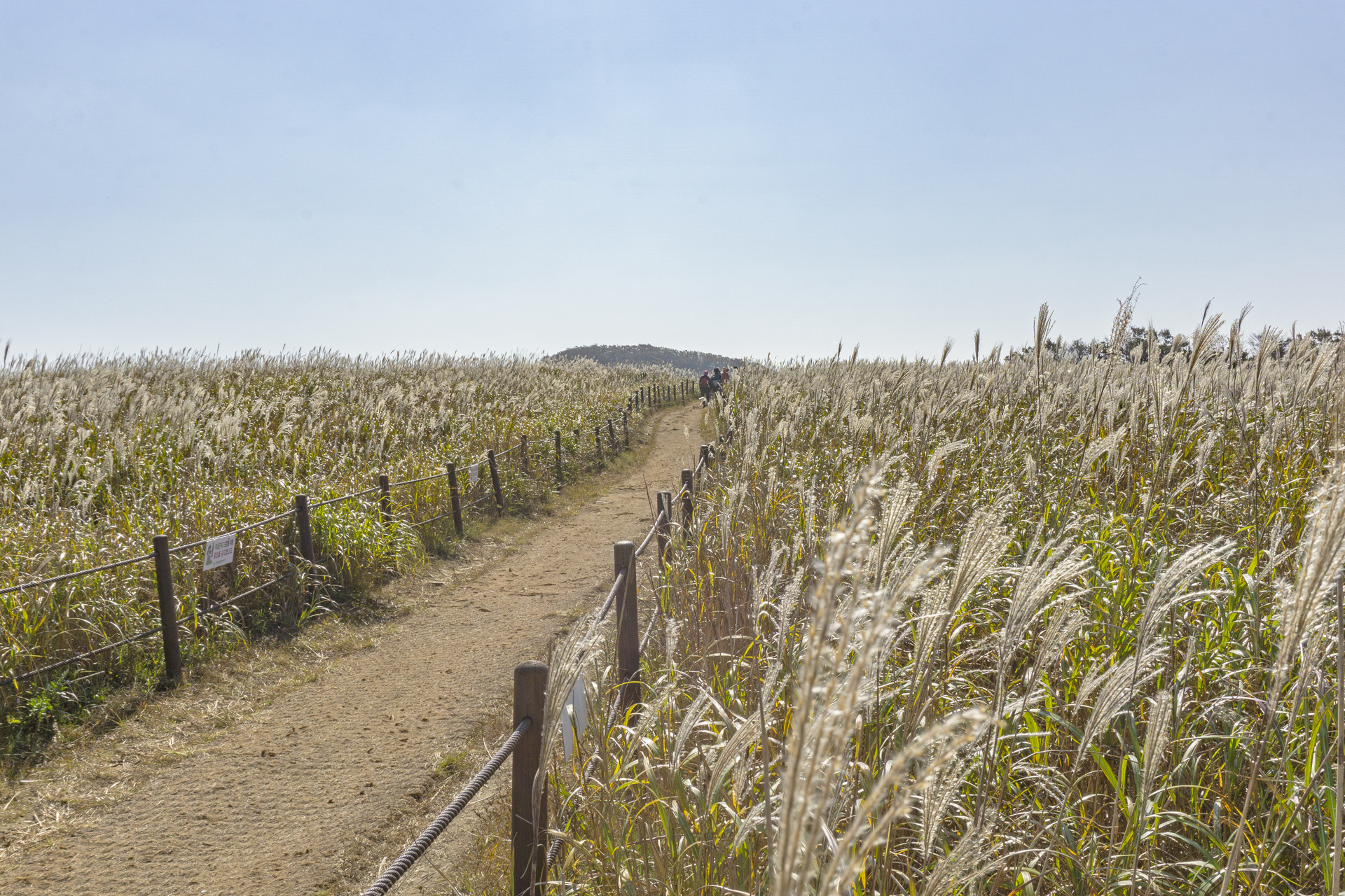 무장산 억새 군락 