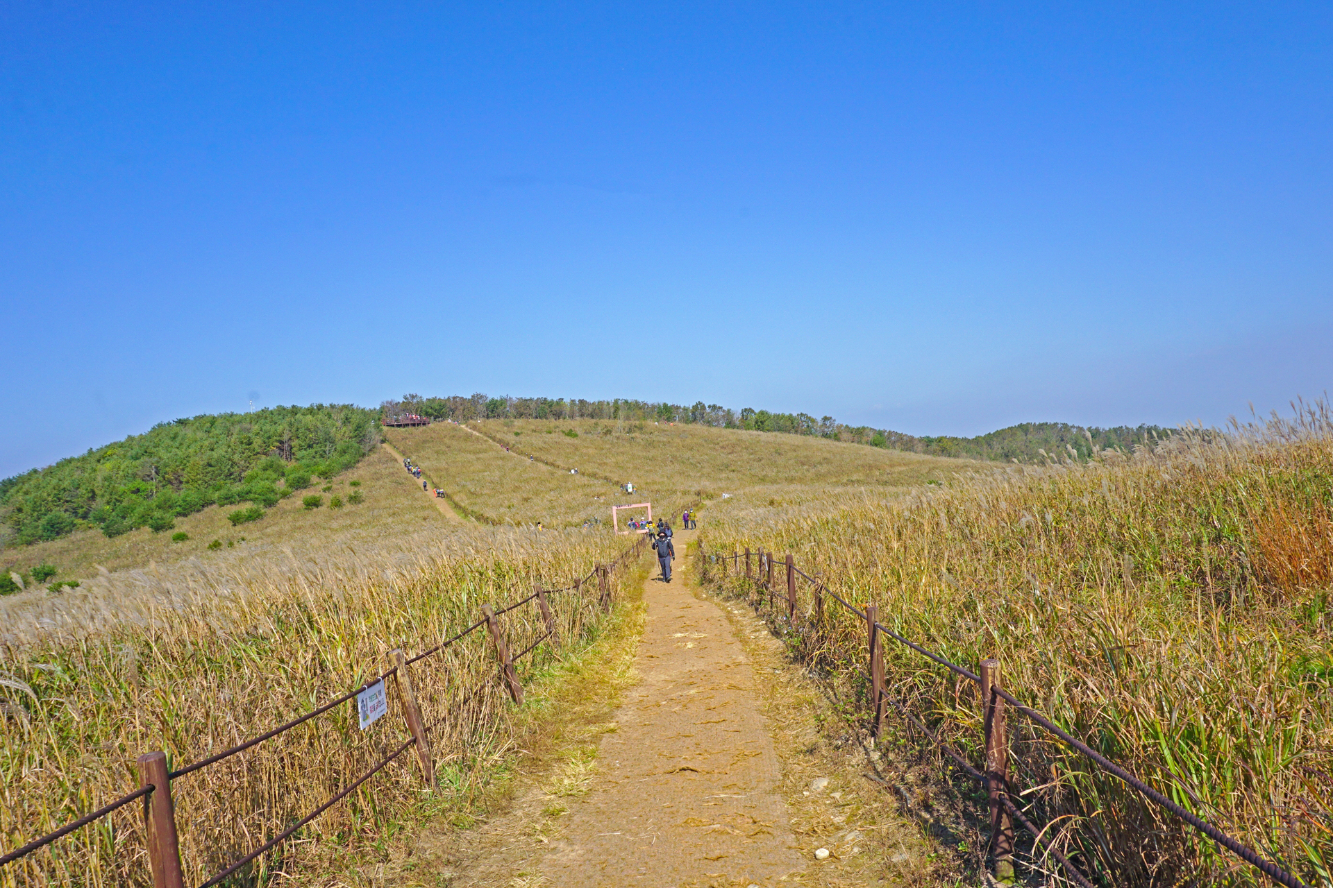 무장산 억새 군락