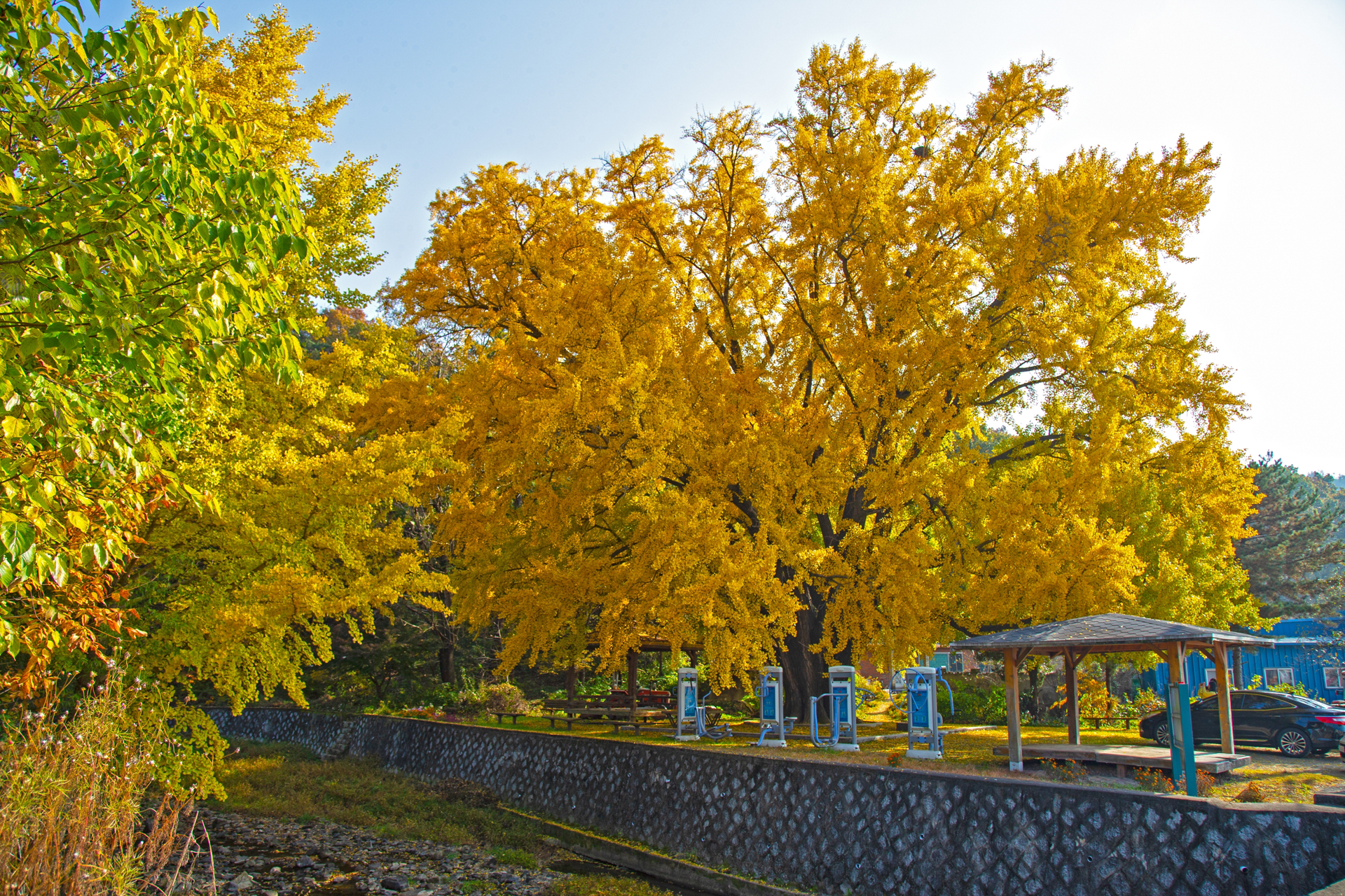 하곡리 은행나무