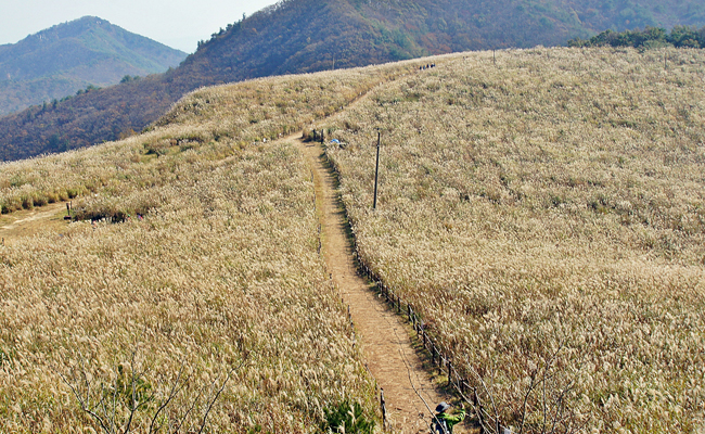 무장산 억새군락지