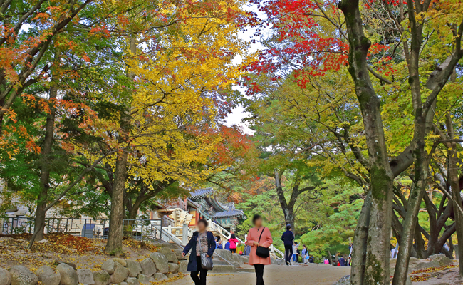 불국사 단풍