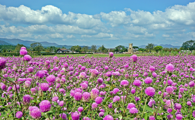 첨성대 꽃단지 천일홍