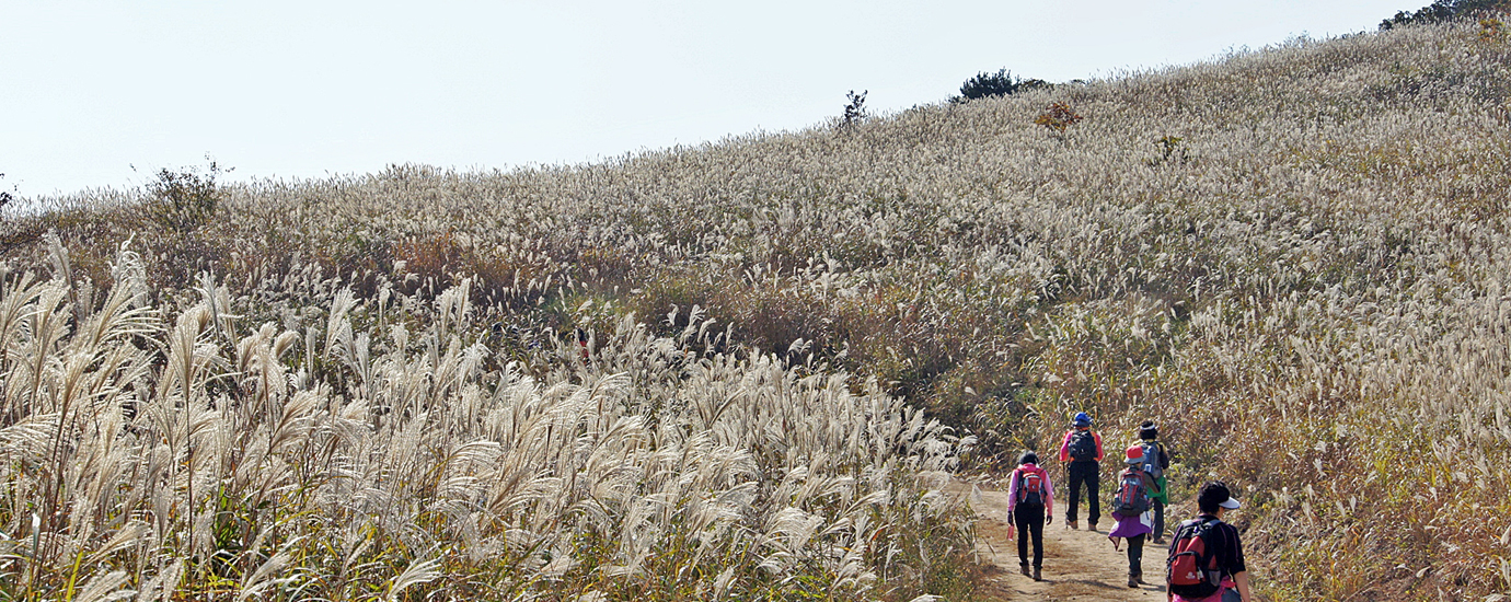 무장산 억새군락지