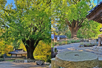 운곡서원의 가을