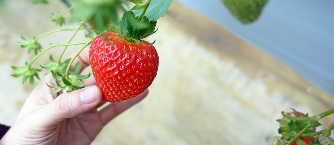 딸기를 손에 잡고있는 모습