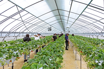 딸기 하우스 내부