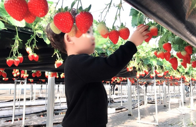 딸기를 만지고 있는 아이