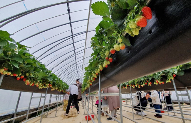 딸기를 따는 사람들의 모습