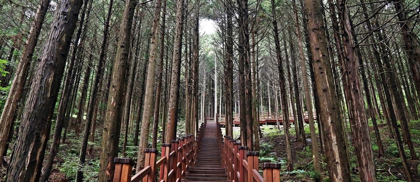 통행로 좌우로 빼곡한 편백나무