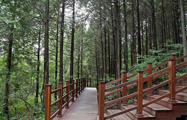 건천 편백나무숲