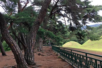 삼릉 솔숲