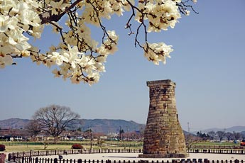 목련이 핀 첨성대