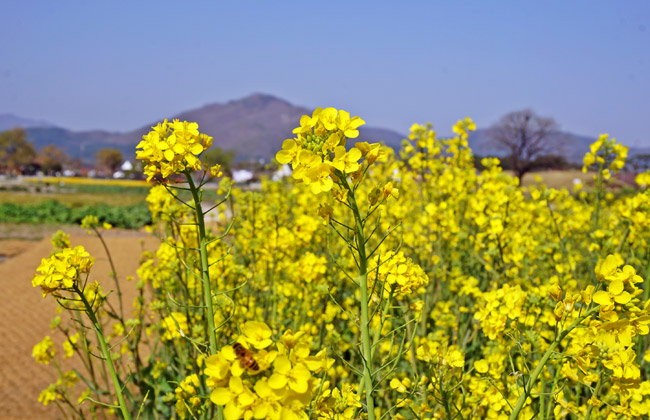 첨성대 유채꽃단지