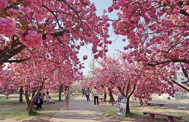 불국사 겹벚꽃동산 전경