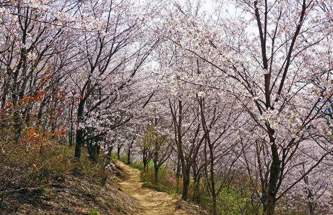 송화산 등반로에서 만난 벚꽃길