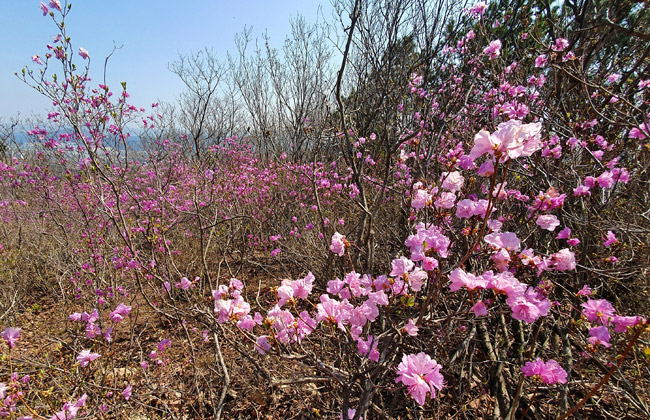 송화산 등반로에서 만난 봄꽃들