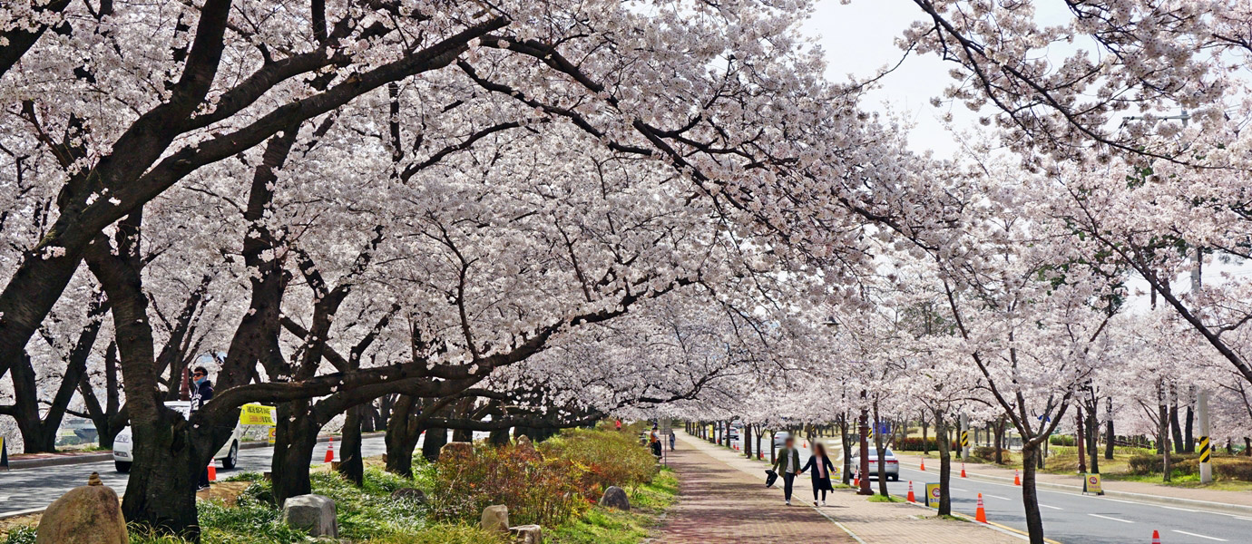 흥무로 벚꽃 풍경