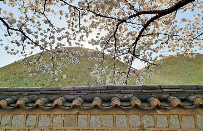 대릉원돌담 위로 보이는 벚꽃과 대릉원