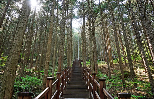 중앙 계단주위로 편백나무들이 뺴곡히 있다.