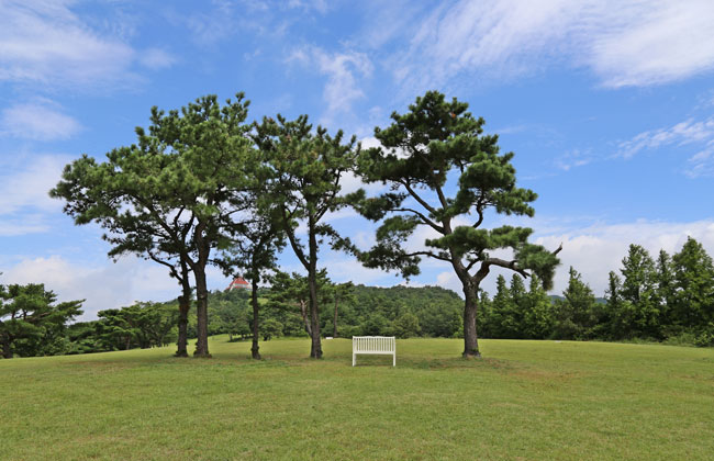 화랑의 언덕 - 나무들 사이 흰 벤치