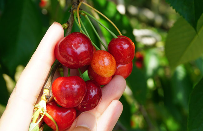 빨갛게 익은 체리
