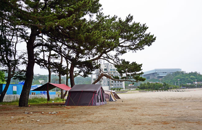 소나무 아래에 설치된 텐트와 그늘막