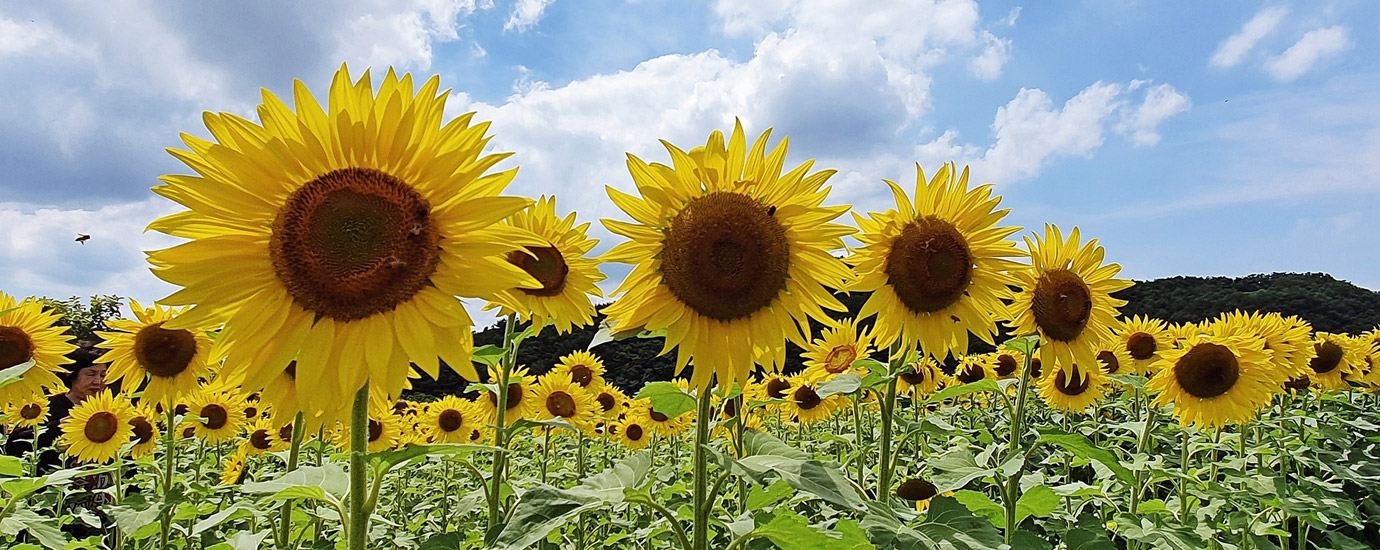 하동 저수지 해바라기 꽃밭 객