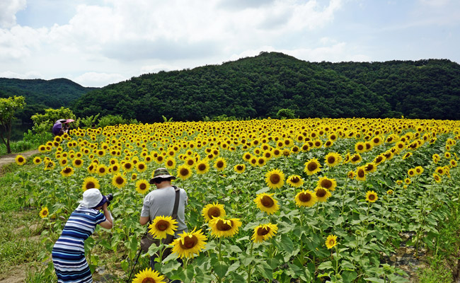 하동 저수지 해바라기 꽃밭