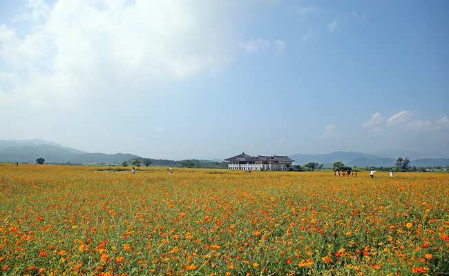 분황사 황화코스모스단지 전경