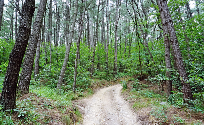 선도산 오르는 길