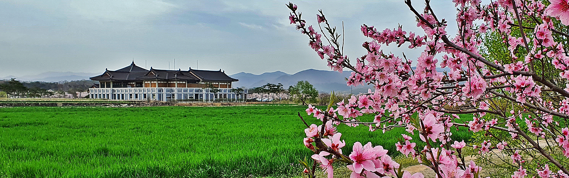 경주 숲머리 뚝방길 겹벚꽃