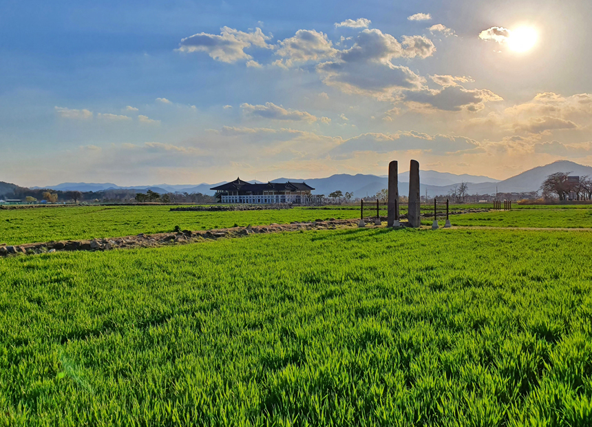 황룡사지 청보리밭 전경 1